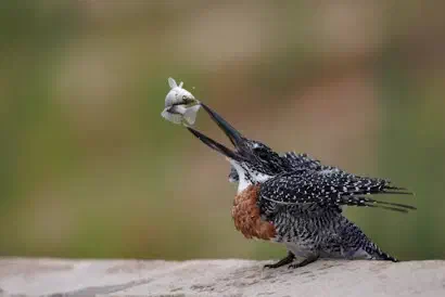 A bird with a little fish in its mouth A bird with a little fish in its mouth