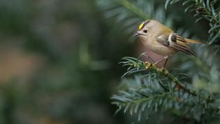 A small bird perched on top of a tree branch